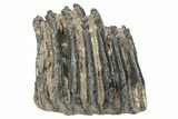 Partial Southern Mammoth Molar - Hungary #235254-2